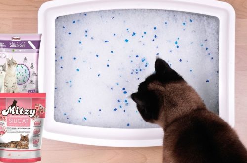 Așternut din silicat pentru pisici