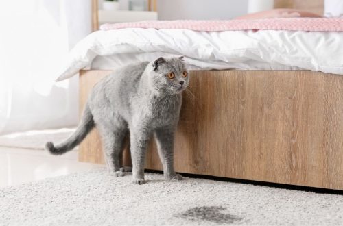 De ce urinează pisica în afara litierei