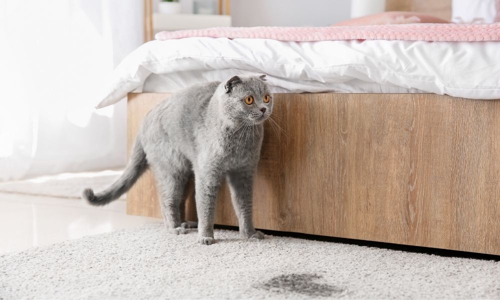 De ce urinează pisica în afara litierei