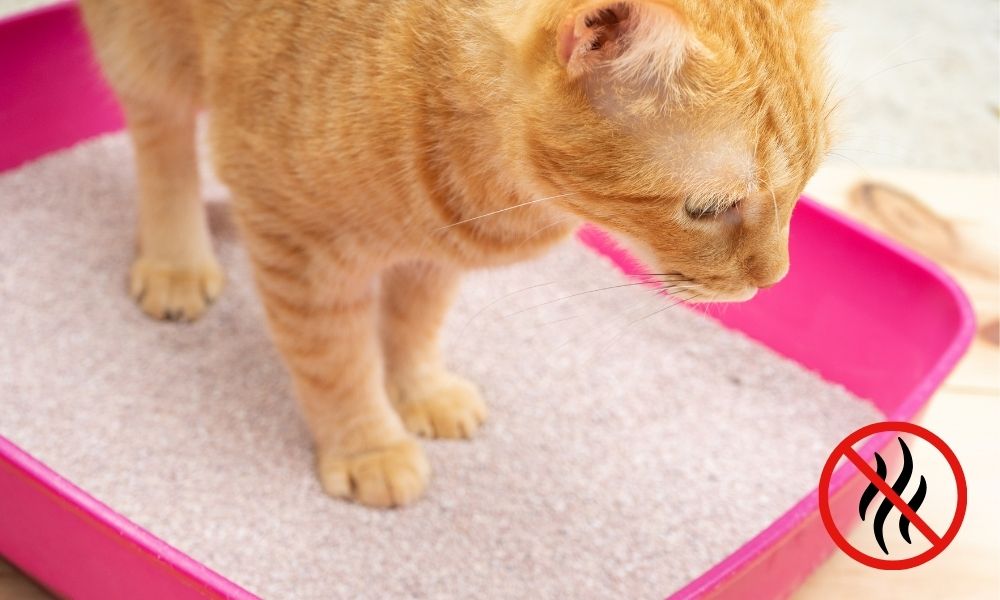 așternut pentru litiera