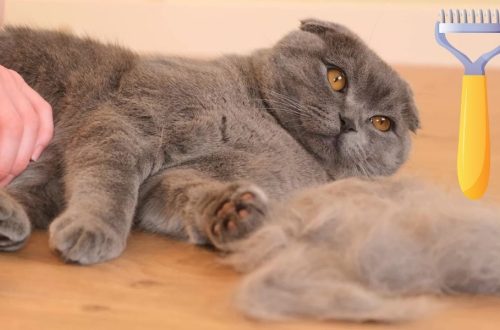 căderea părului la pisică