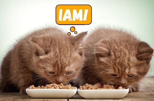 cât trebuie să mănânce pisicile