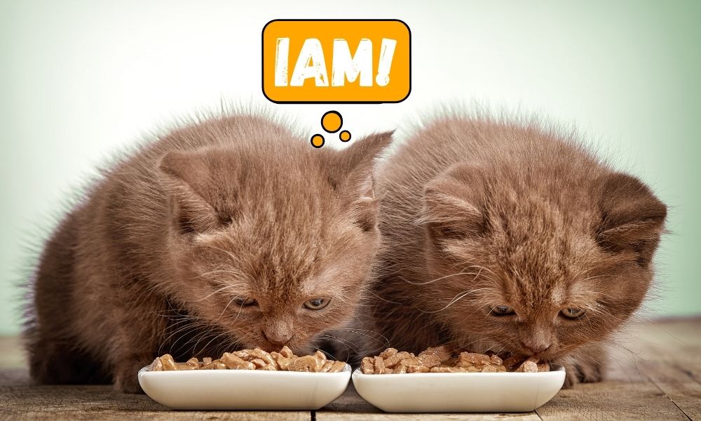 cât trebuie să mănânce pisicile