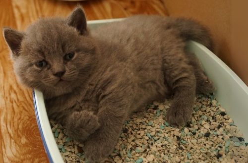 cum să înveți un pisoi să folosească litiera