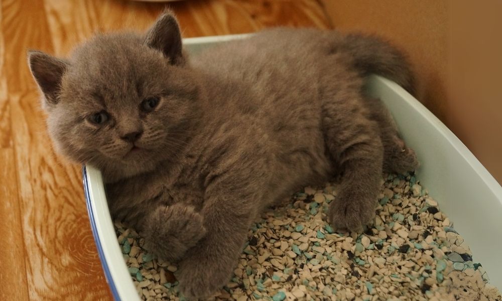 cum să înveți un pisoi să folosească litiera