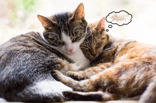 diferențe dintre motani și pisici