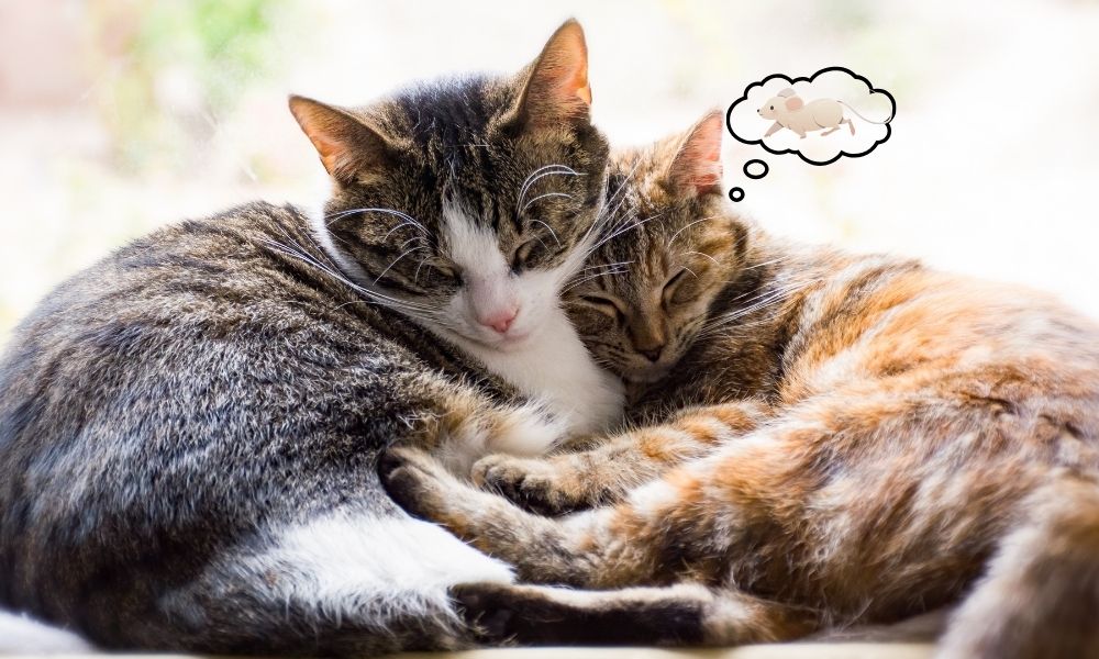 diferențe dintre motani și pisici