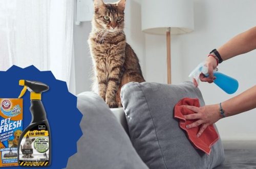 eliminarea mirosului de urină de pisică