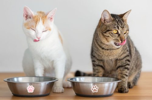 greșeli în alimentația pisicii