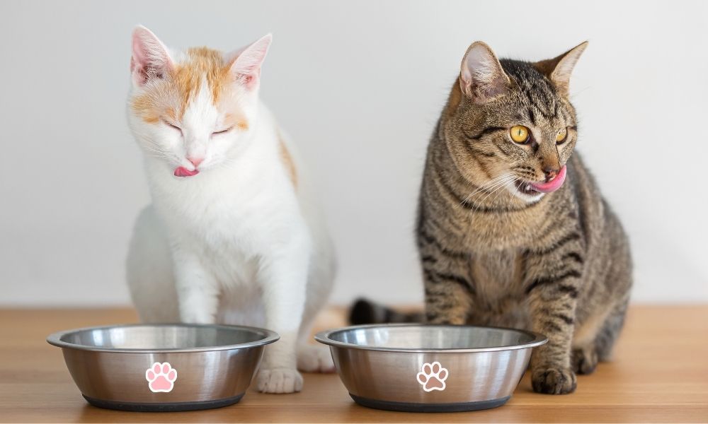 greșeli în alimentația pisicii