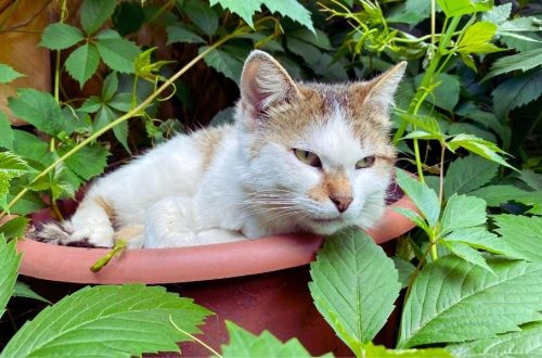 Pisicile au o nevoie naturală de a consuma plante pentru a-și completa dieta, însă este crucial să știm