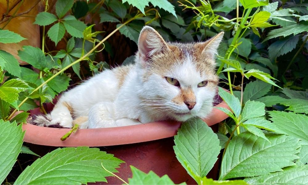 Pisicile au o nevoie naturală de a consuma plante pentru a-și completa dieta, însă este crucial să știm