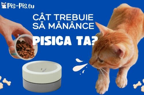cât trebuie să mănânce pisica