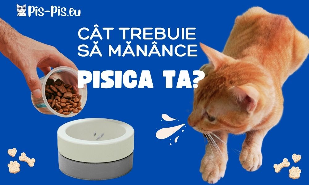 cât trebuie să mănânce pisica